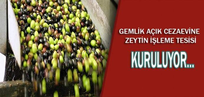 Gemlik Açık Cezaevine Zeytin İşleme Tesisi Kuruluyor...